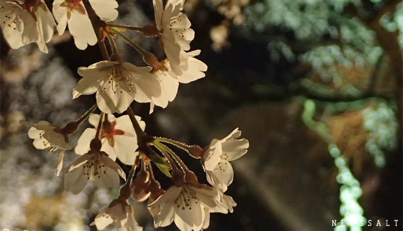 京都府立植物園で夜間ライトアップ始まる　幻想的な夜桜