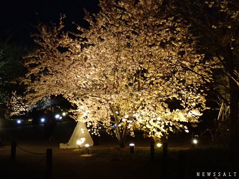 京都府立植物園で夜間ライトアップ始まる　幻想的な夜桜
