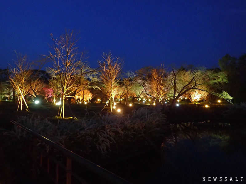 京都府立植物園で夜間ライトアップ始まる　幻想的な夜桜