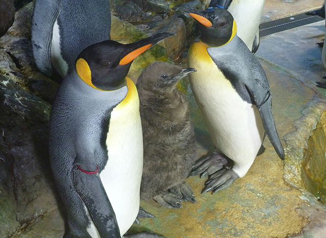 世界初、オウサマペンギンの人工授精に成功　希少種繁殖への応用に期待