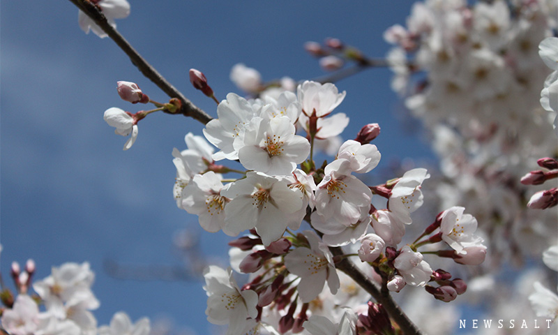 都内や西日本各名所で桜満開　花見客でにぎわう