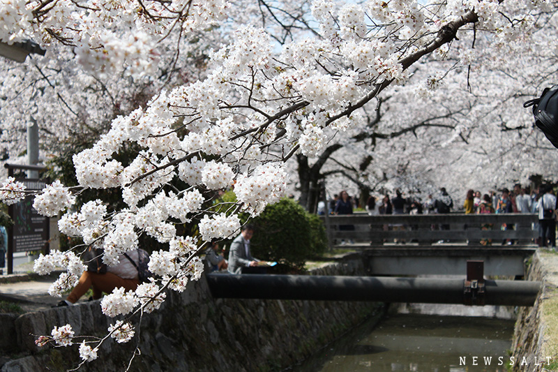 都内や西日本各名所で桜満開　花見客でにぎわう