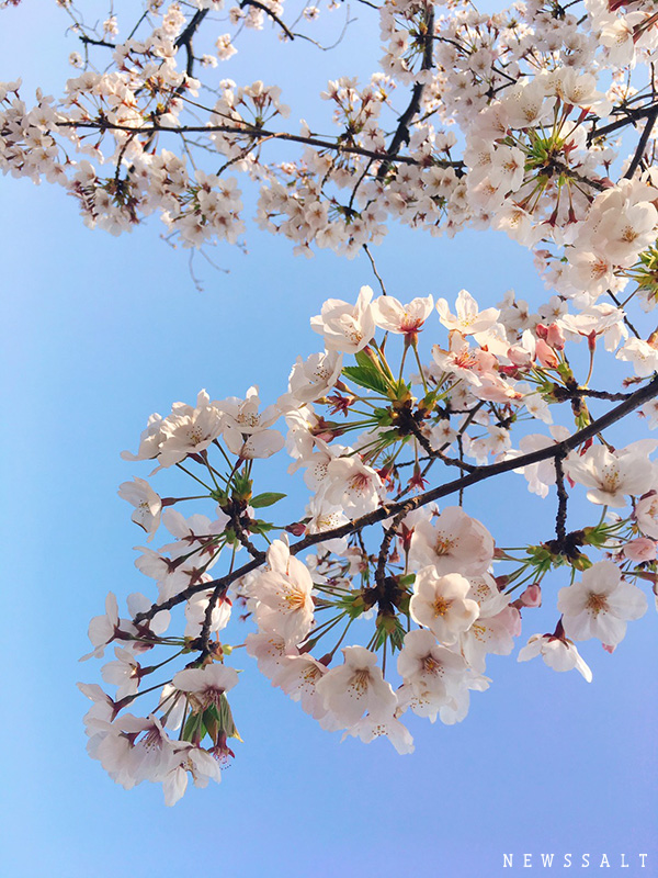 都内や西日本各名所で桜満開　花見客でにぎわう