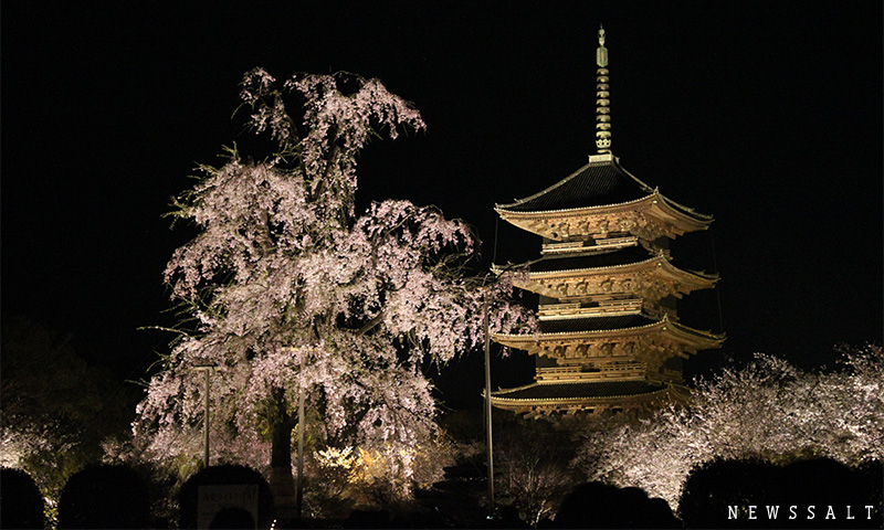 東寺の夜桜ライトアップ　満開の不二桜