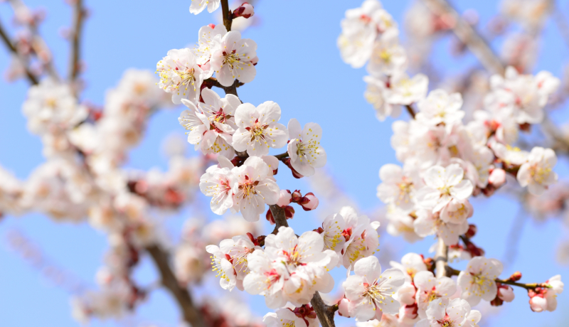 令和時代の幕開け　希望の花開くことを願って…