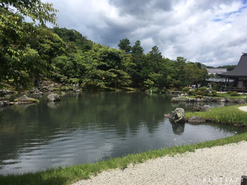 世界遺産・京都「天龍寺」のアジサイは今が見頃