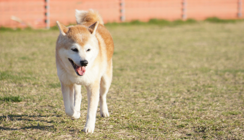 イヌも人に共感する！？ ヒトとイヌの情動変化の関連を明らかに