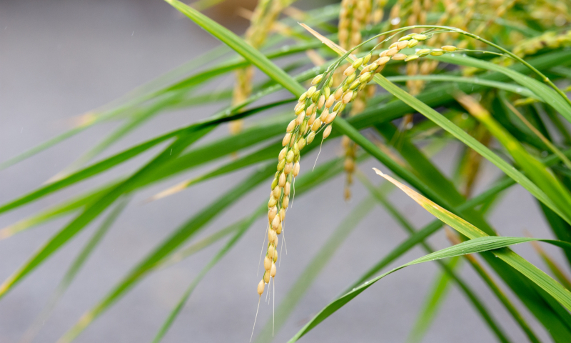 世界初　植物ミトコンドリアのゲノム編集に成功　新品種育成などの応用に期待