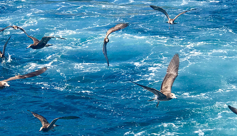 プラスチックに含まれる添加剤が海鳥の体内に蓄積される実態が明らかに