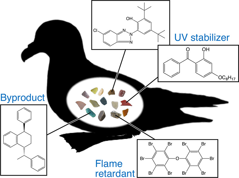 プラスチックに含まれる添加剤が海鳥の体内に蓄積される実態が明らかに