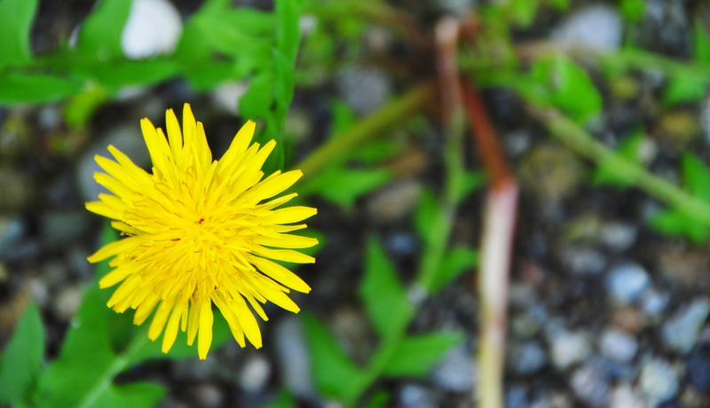 花が閉じる速度が花粉によって変化　カンサイタンポポの実験で明らかに