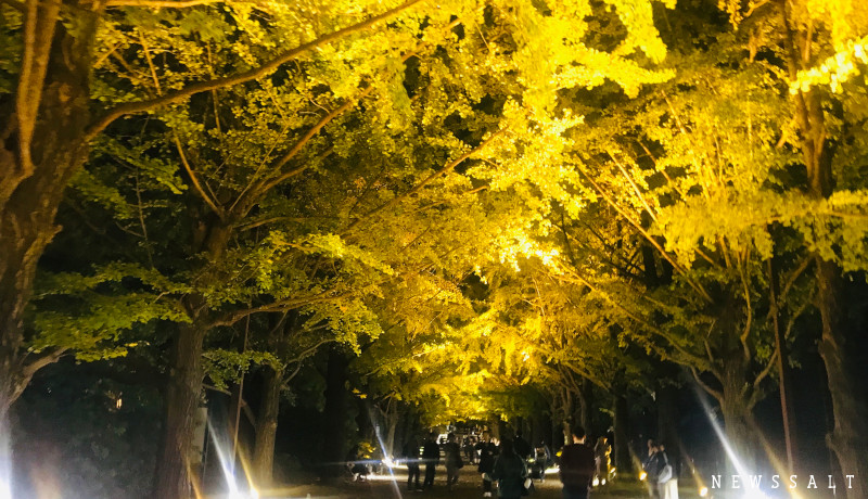 昭和記念公園で黄葉紅葉まつり開催中　イチョウ並木のライトアップ