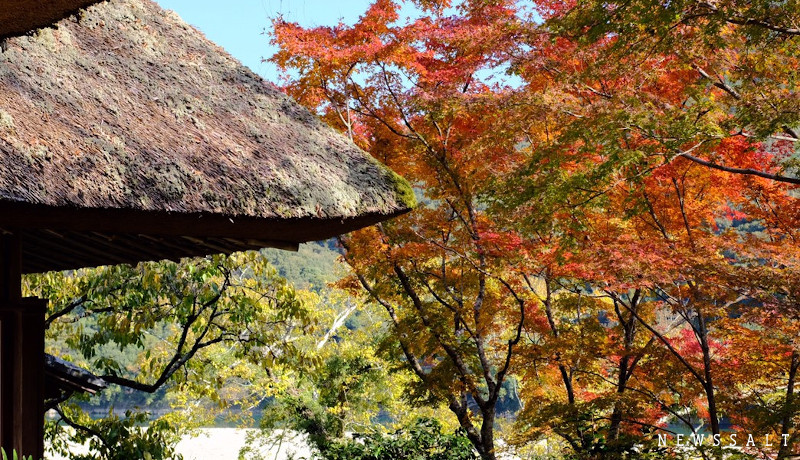 伊予の小京都「臥龍山荘」　紅葉が見ごろ