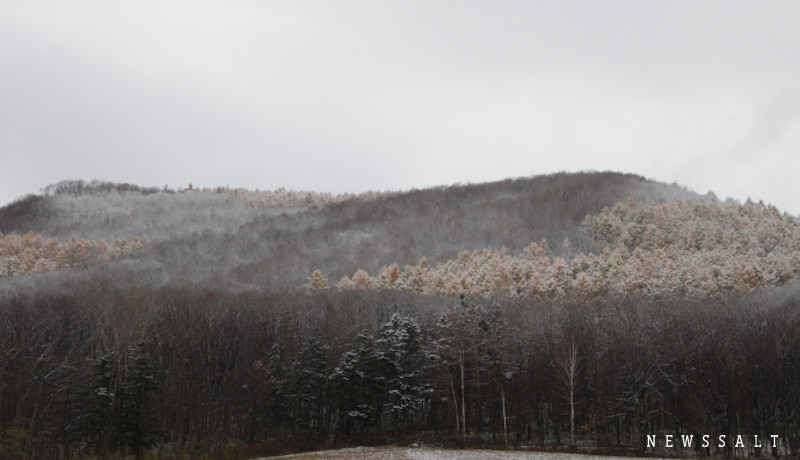 紅葉と雪の風景　北海道東川町の晩秋