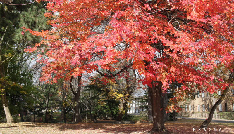 道内で人気の紅葉スポット北海道大学　カエデやモミジが色鮮やかに