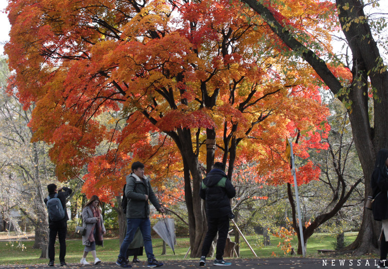 道内で人気の紅葉スポット北海道大学　カエデやモミジが色鮮やかに