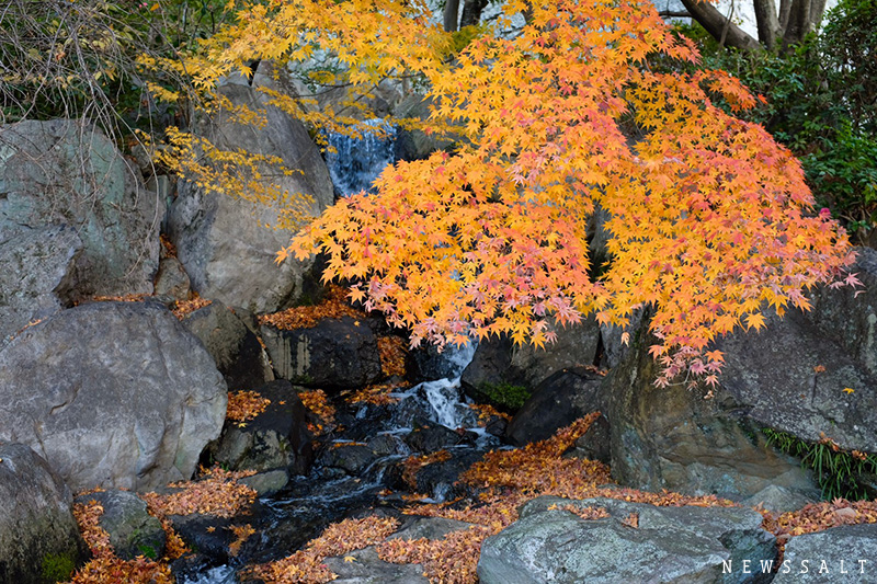 松山城二の丸史跡庭園、12月上旬には紅葉も