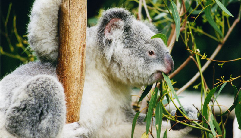 IUCNレッドリスト絶滅危惧種が3万種超える　気候変動の影響も