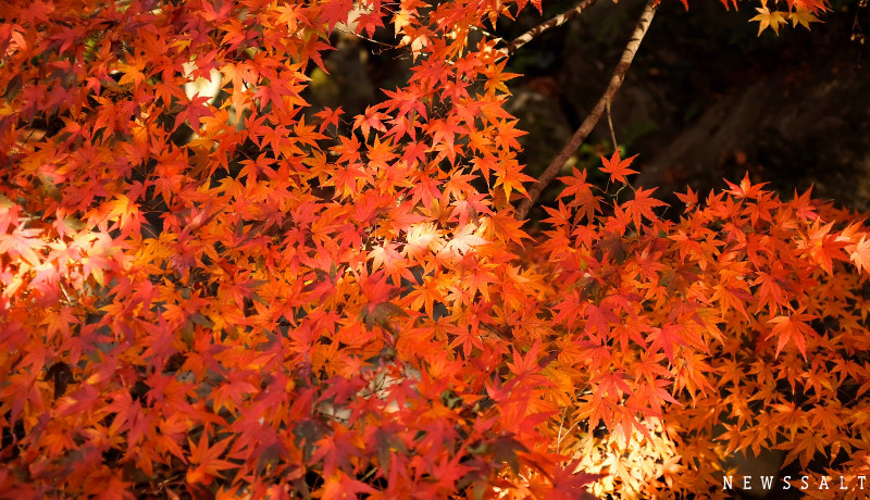 松山城二の丸史跡庭園、12月上旬には紅葉も