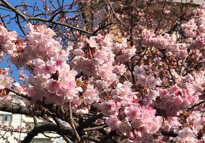 早春に咲く「あたみ桜」が見ごろ　熱海で「あたみ桜 糸川桜まつり」開催中