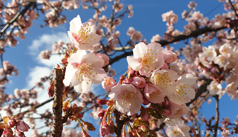 早春に咲く「あたみ桜」が見ごろ　熱海で「あたみ桜 糸川桜まつり」開催中