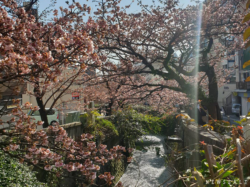 早春に咲く「あたみ桜」が見ごろ　熱海で「あたみ桜 糸川桜まつり」開催中