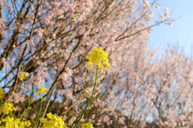 一足早い春の便り　松山市善応寺でケイオウザクラが開花