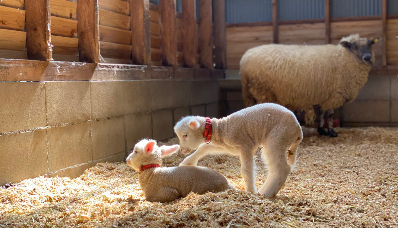 7匹の子羊が誕生　堺・緑のミュージアム　ハーベストの丘