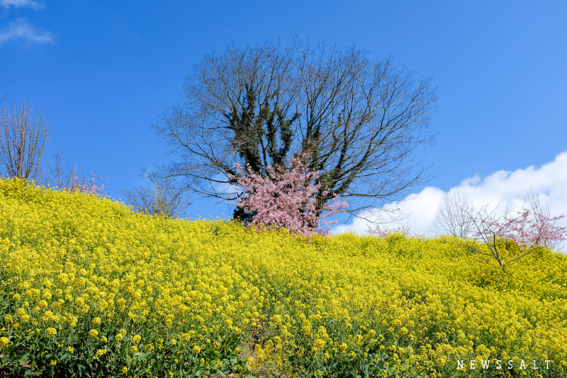 愛媛県伊予市の黄色い丘　佐礼谷黄色い丘