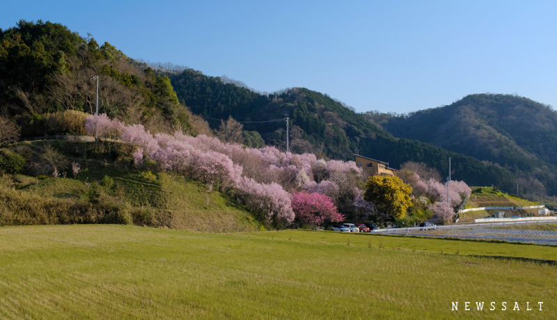 一足早い春の便り　松山市善応寺でケイオウザクラが開花