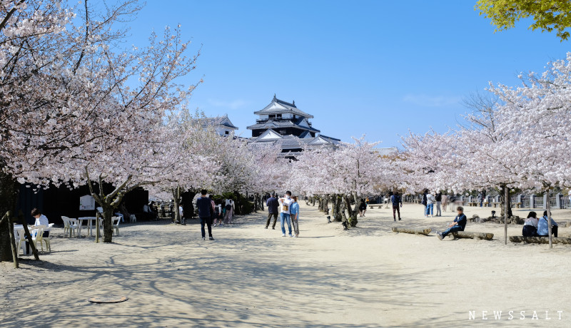 松山城の桜が見頃①