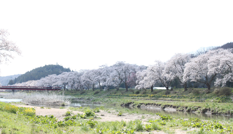 今年は写真で花見を　福島の桜が見ごろを迎える