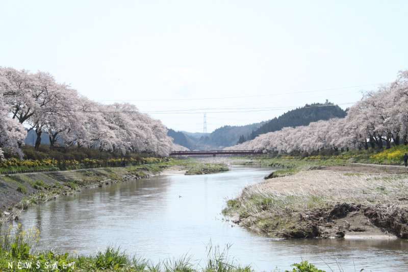 今年は写真で花見を　福島の桜が見ごろを迎える