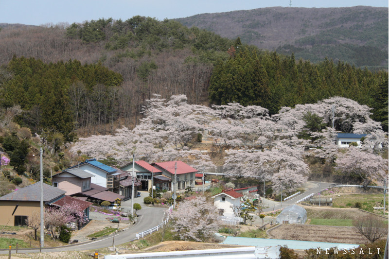 今年は写真で花見を　散り姿も美しい福島都路の桜