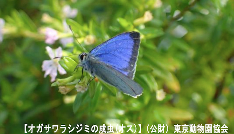 日本固有のチョウ、オガサワラシジミが絶滅の可能性