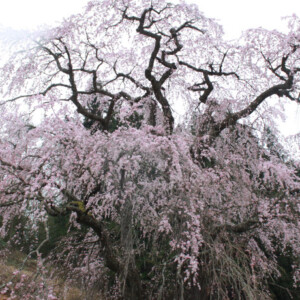 福島の桜巡めぐり