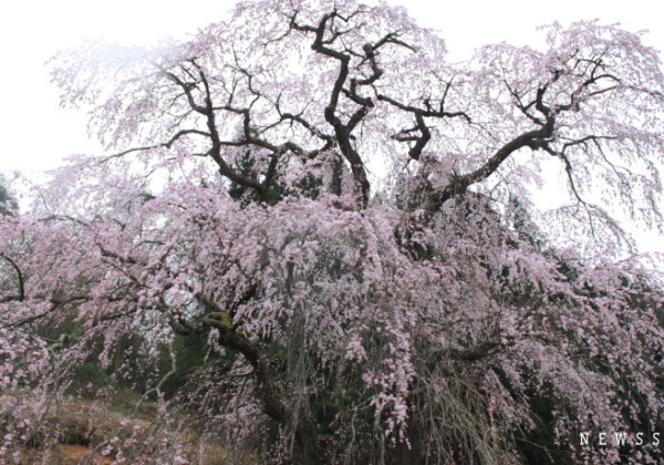 福島の桜巡めぐり