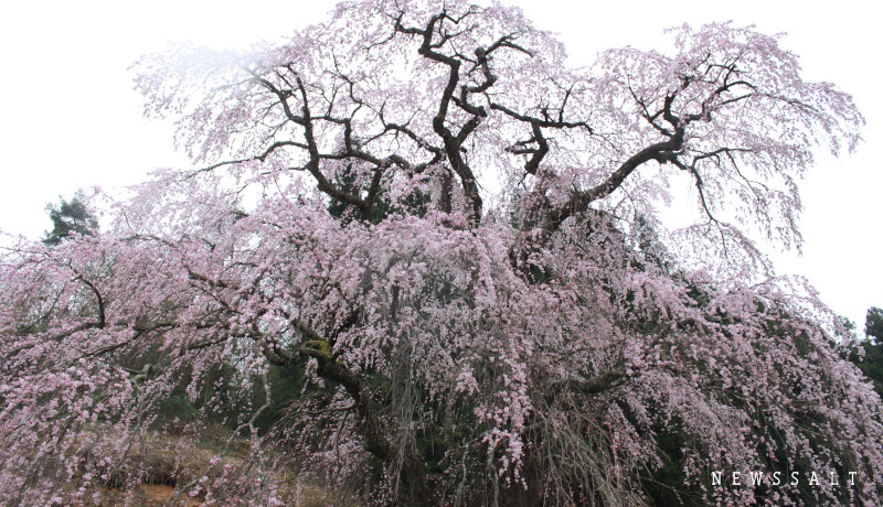 福島の桜巡めぐり