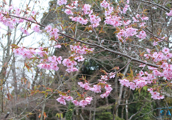 河津桜　すでに満開