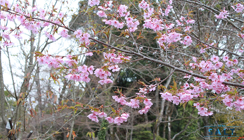 河津桜 すでに満開