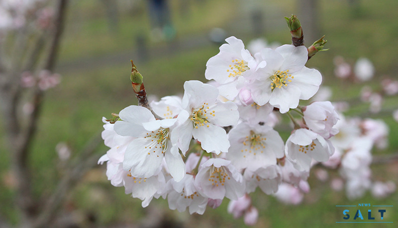 京都府立植物園で早咲きの桜を楽しむ
