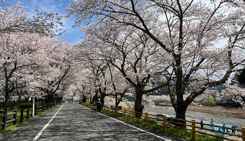 2022年、各地からの桜の便り（４）家山川緑地公園