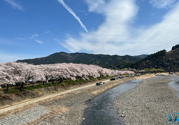 2022年、各地からの桜の便り（４）家山川緑地公園
