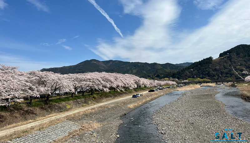 2022年、各地からの桜の便り（４）家山川緑地公園