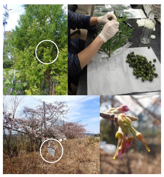 福島県の帰還困難区域で樹木のＤＮＡを調査、突然変異は増えていないことを実証