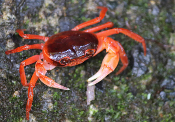 渓流に生息するサワガニが、海流によって分布を広げた可能性を指摘　信州大