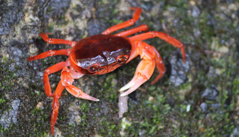 渓流に生息するサワガニが、海流によって分布を広げた可能性を指摘　信州大