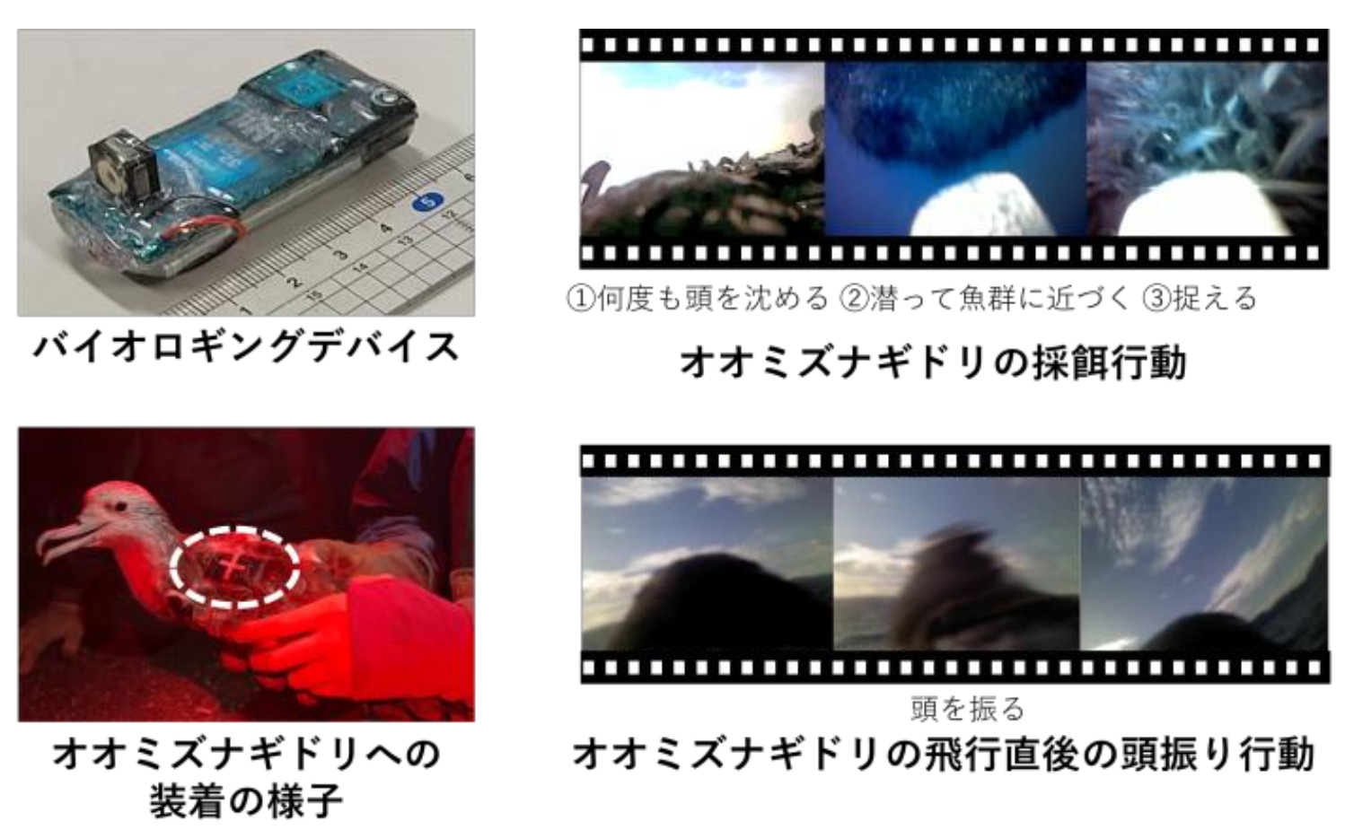 野生動物の希少行動を自動で撮影できるデバイスを開発　大阪大学