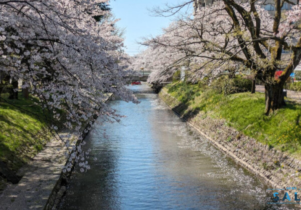 富山市・朝日町の桜とチューリップ