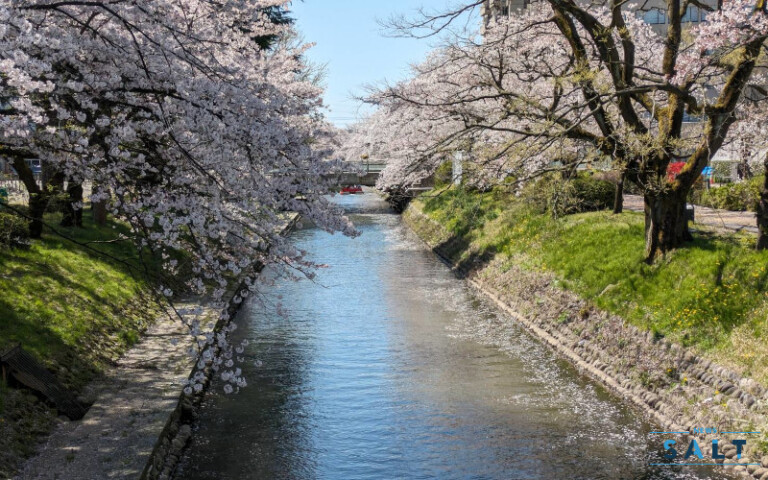 富山市・朝日町の桜とチューリップ